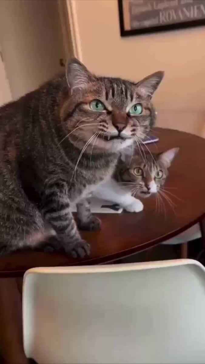 Котики делают двойное кекеке, едва увидев птицу👀♥️ шерстяные проказники