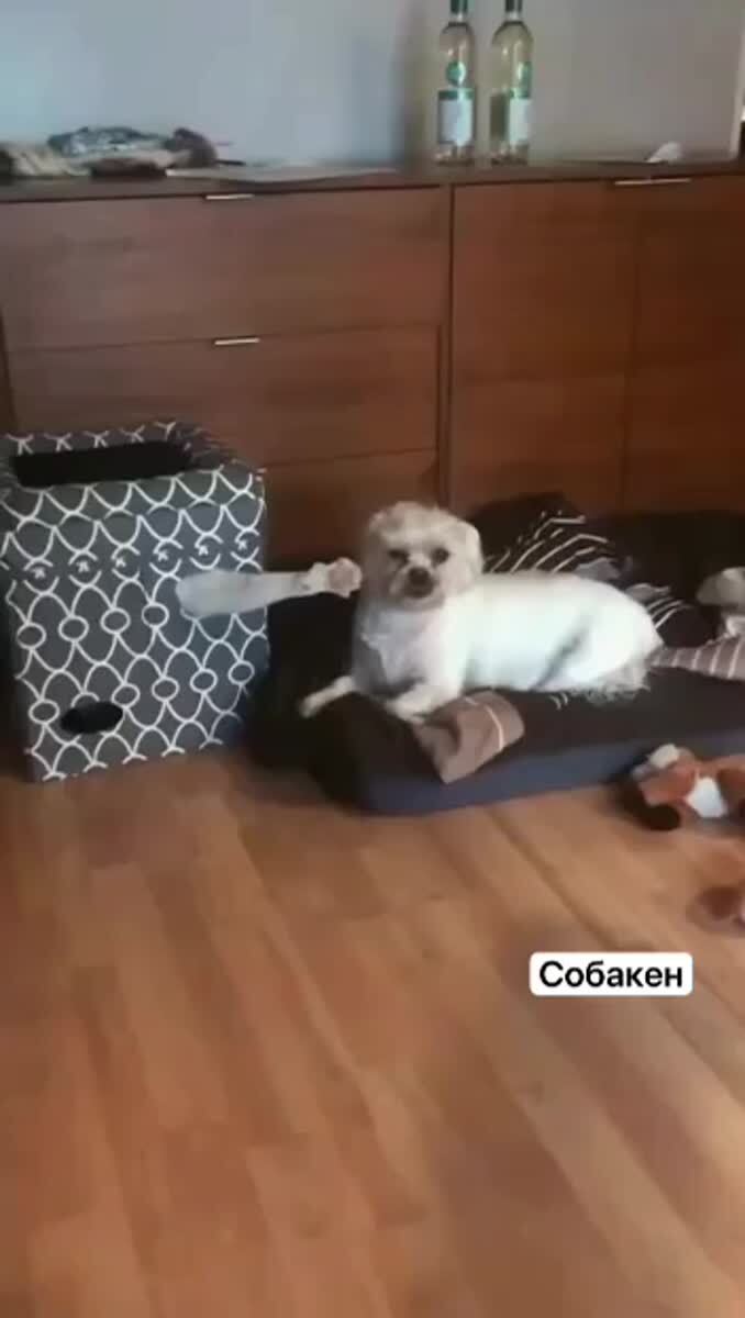 Кот-абьюзер - горе в семье!