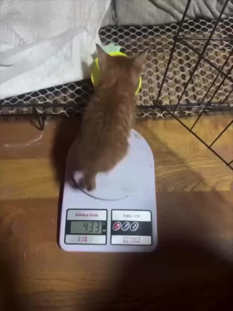 Маленькие котята настолько лёгкие, что толстеют буквально на глазах — даже обычный завтрак заметно прибавляет вес🍔♥️ шерстяные проказники