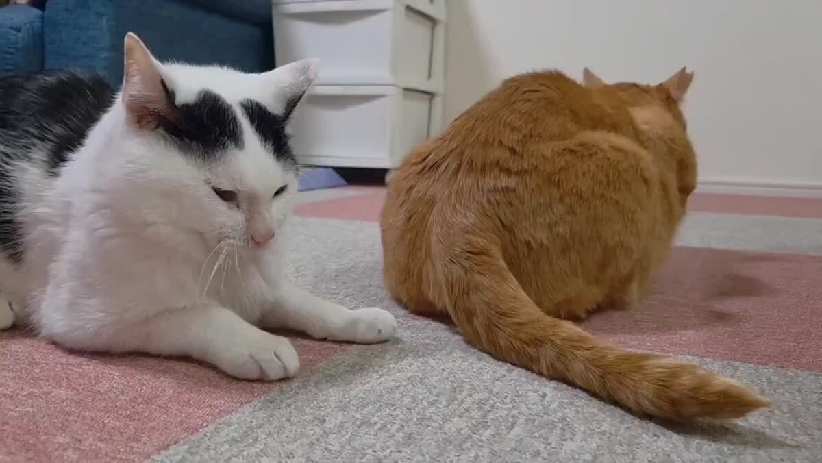 Рыжий весь зёв испортил🙄♥️ шерстяные проказники