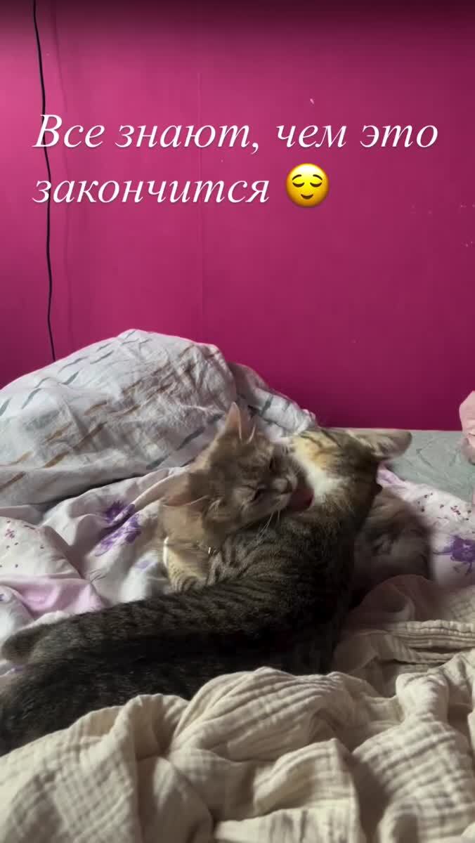 Исход очевиден😹♥️ шерстяные проказники