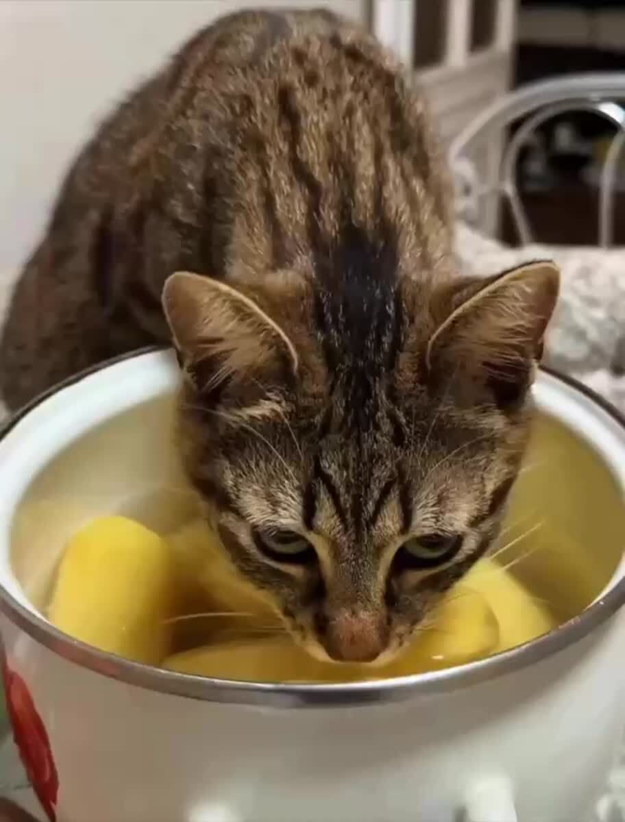 Воровская жизнь нелегкая... Но ее надо придерживаться😼♥️ шерстяные проказники