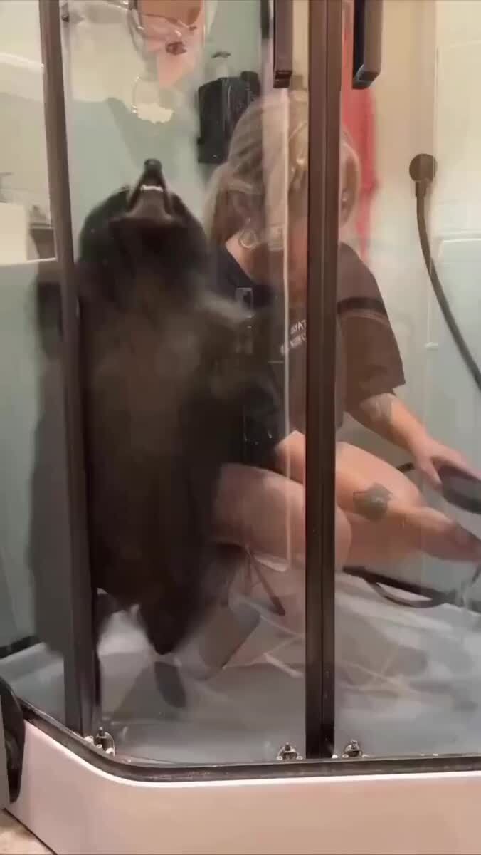 Мытье енота выглядит так