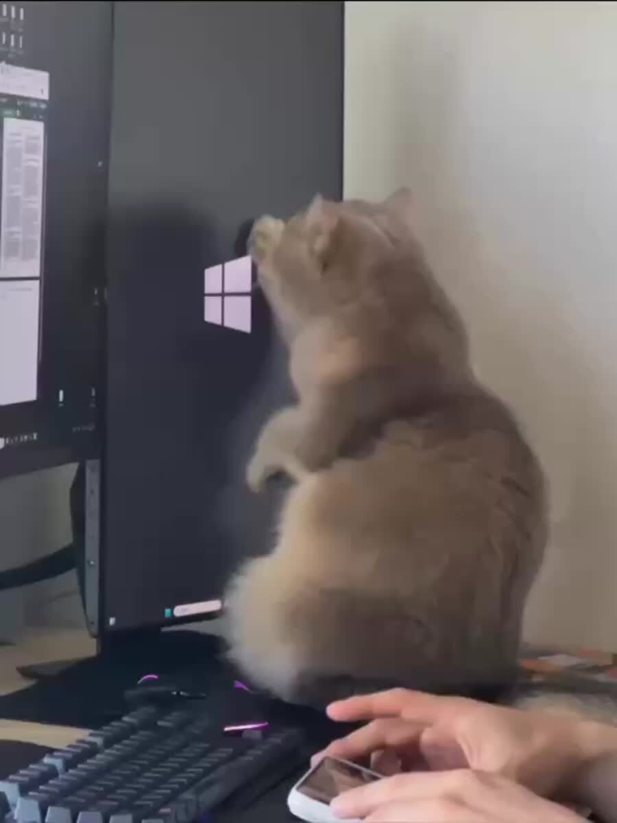Тумпой виндовс, ты за все ответешь! За все💻♥️ шерстяные проказники