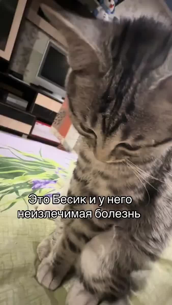 Все мы немного бесик🥹♥️ шерстяные проказники