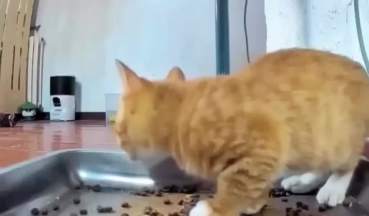 Бездушная машина, что ты творишь🙀♥️ шерстяные проказники