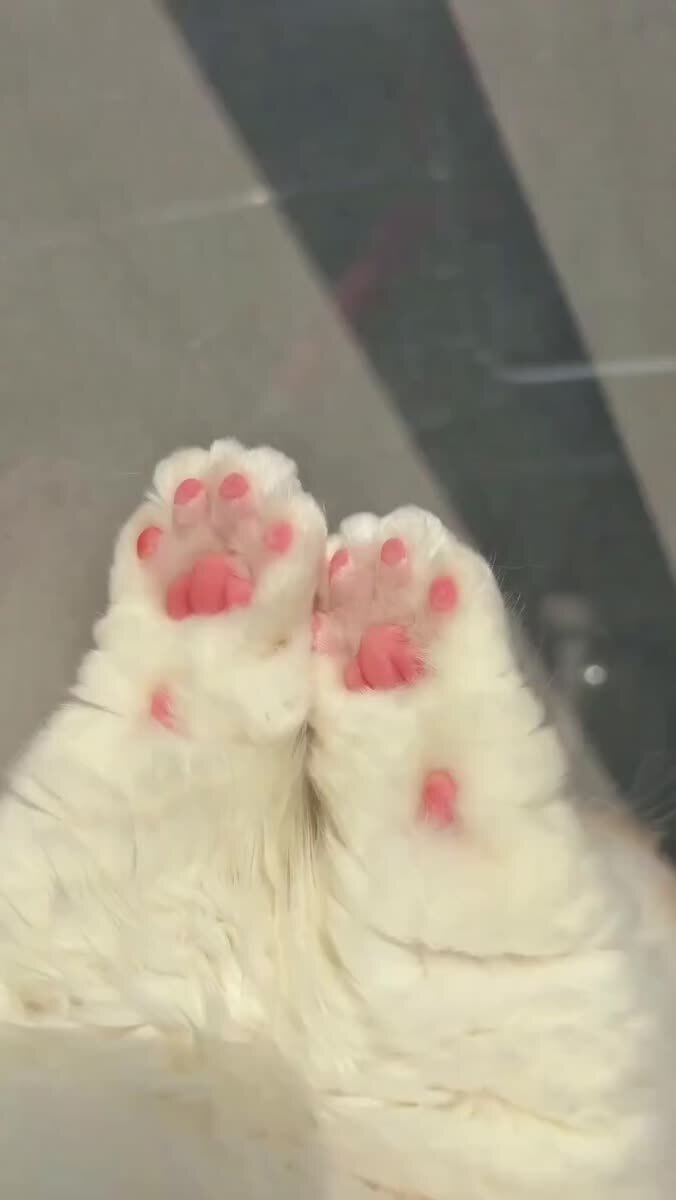 🐾🐾