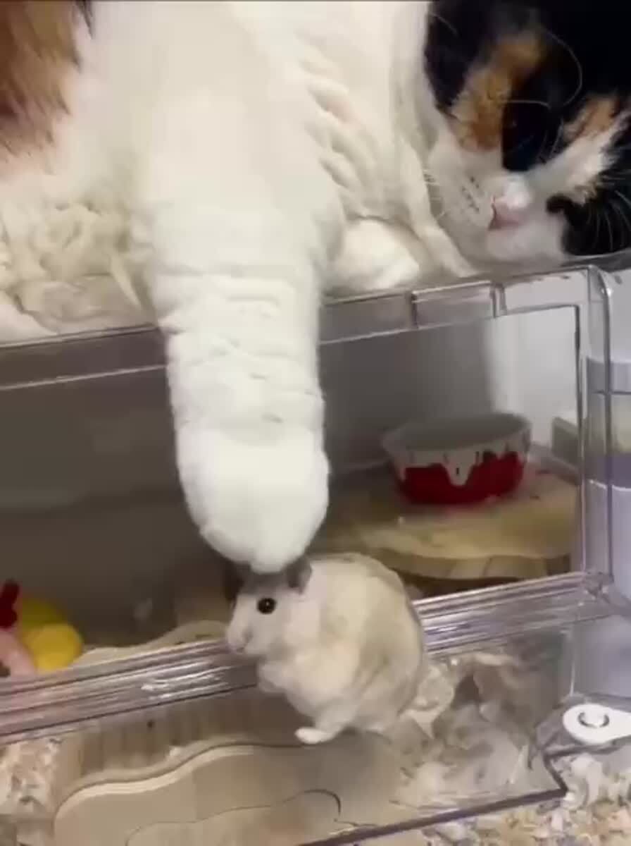 Оо мистарб хомяк, вы такой шарообразный🐹♥️ шерстяные проказники