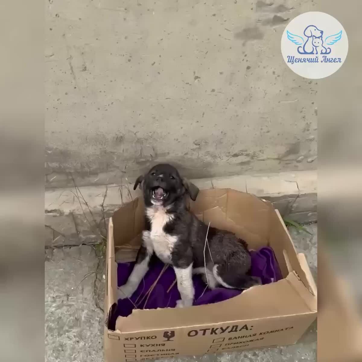 🆘 МАЛЕНЬКОГО ДЖЕРРИ ПОРВАЛИ ДИКИЕ СОБАКИ: ОН БОРЕТСЯ ЗА ЖИЗНЬ!Этого малыша чуть не загрызли: у щенка раны и перелом таза. Джерри постоянно плачет и не может опираться на задние лапки. 😢В регионе за таких маленьких не берутся и предлагают усыпить.  Но шанс