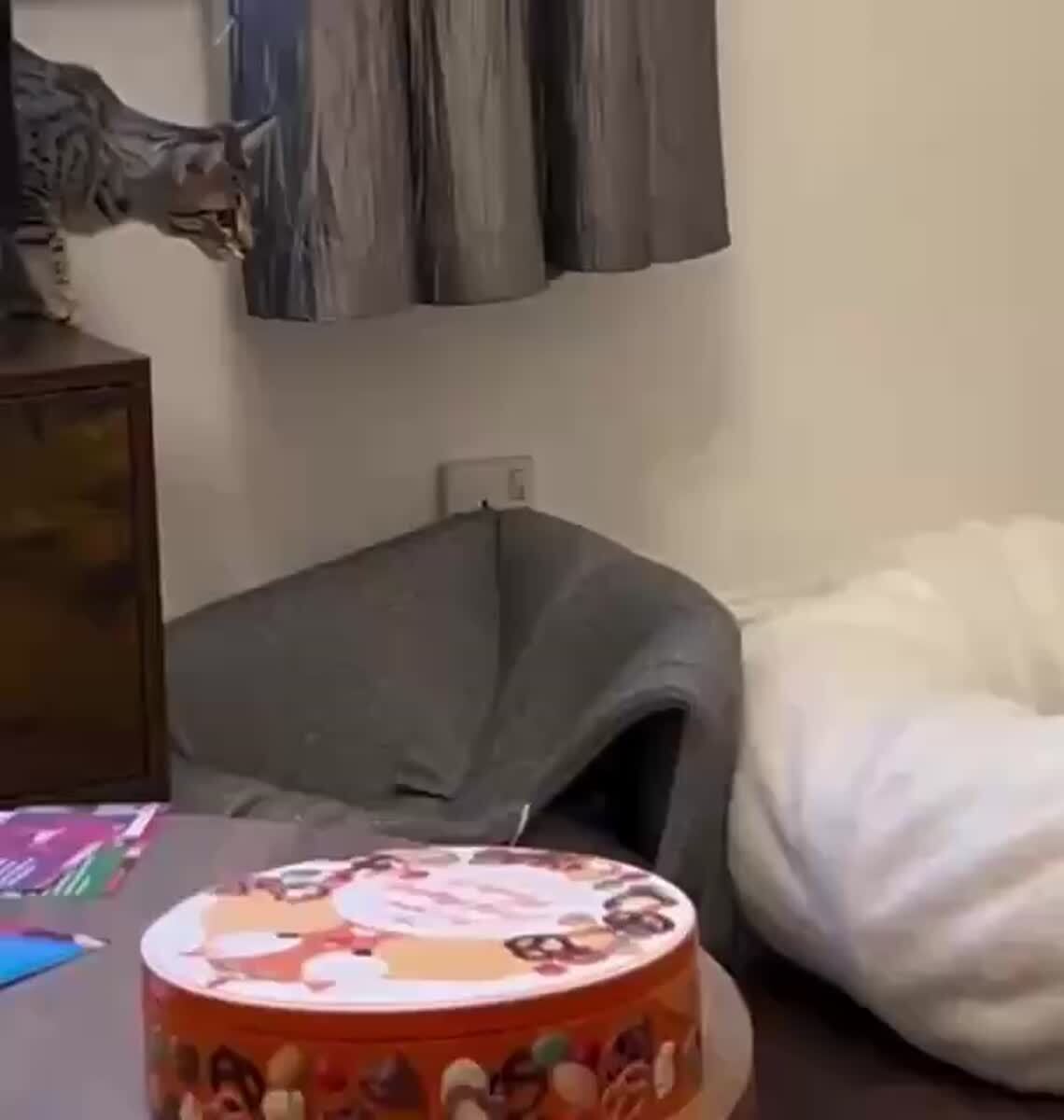 Именно так выглядит разгон частиц в большом адронном котайдере😹♥️ шерстяные проказники