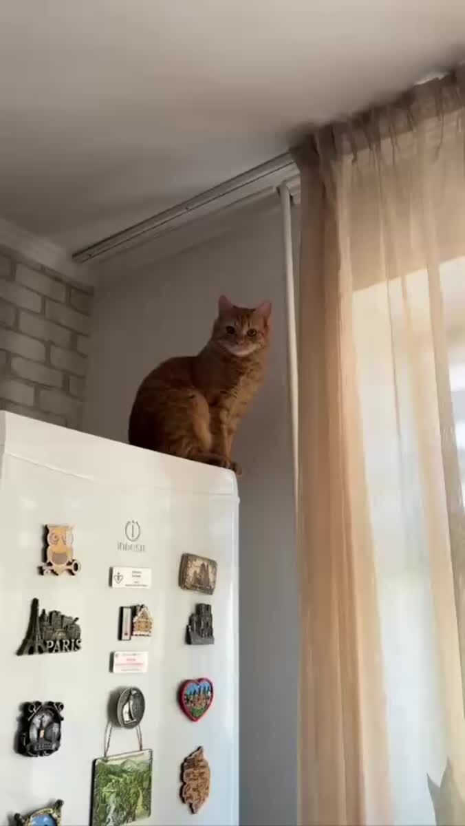 Рыжим котам официально достаточно 0,01 секунды, чтобы устроить хаос😅♥️ шерстяные проказники