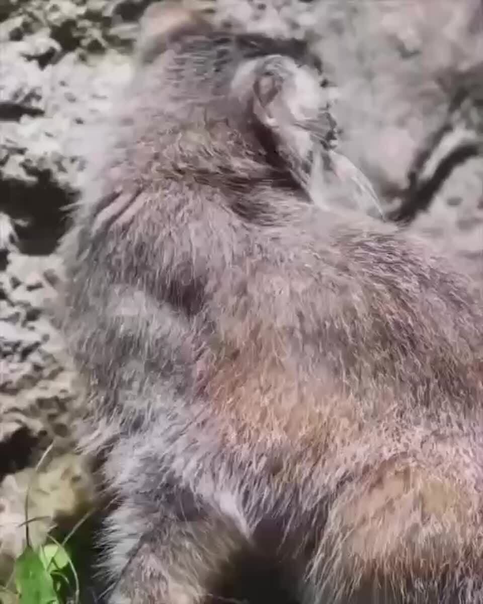 Внимание!Манул ненадолго высовывает язык перед тем, как облизать нос👅♥️ шерстяные проказники