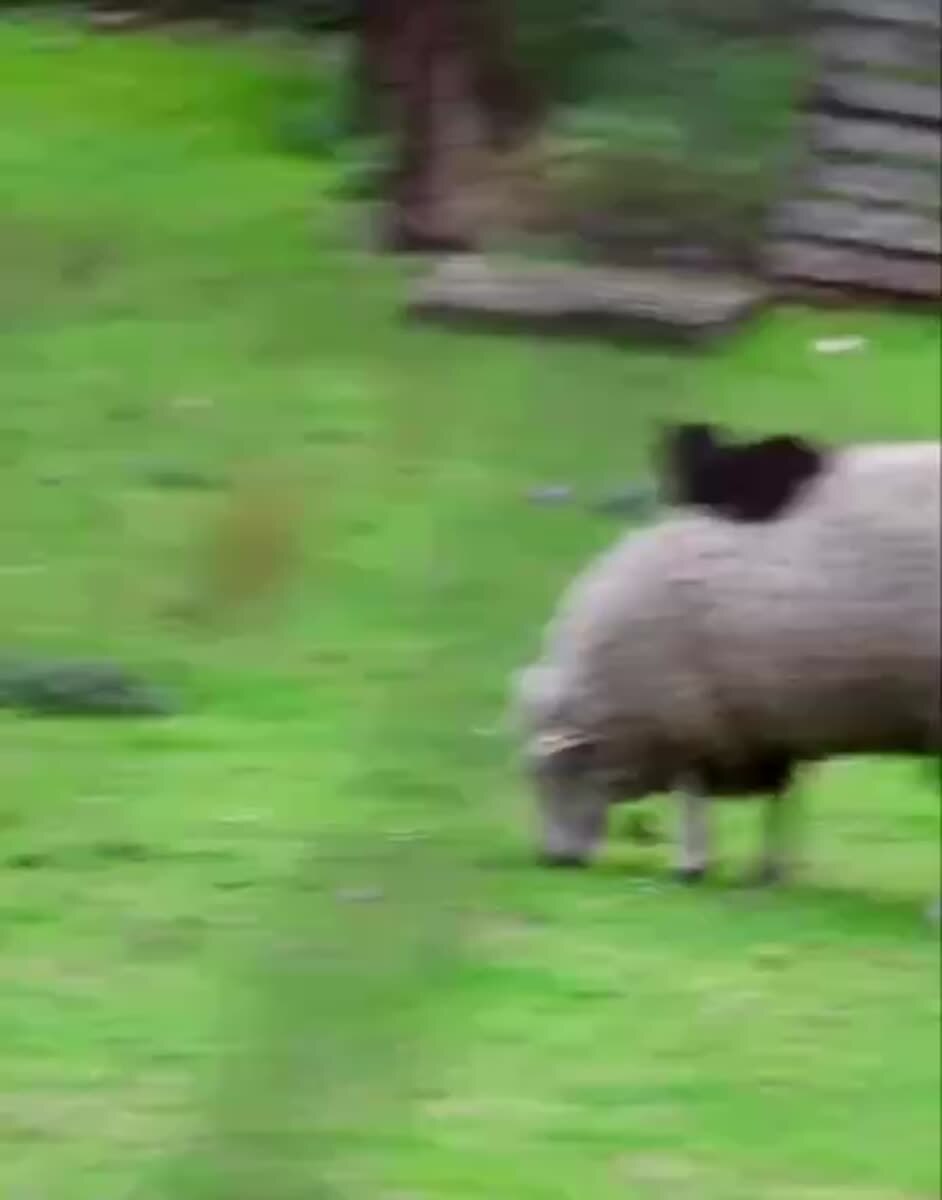 Мистарб овца, спасибо за комфортабельные условия лежанева, я пошов!🐑♥️ шерстяные проказники