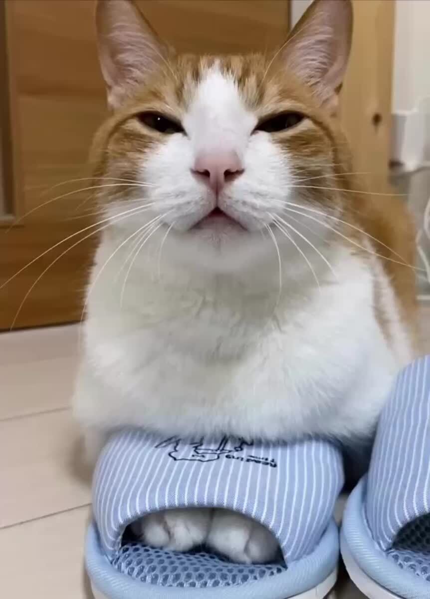 Лапки в тапке, жизнь в порядке🐾♥️ шерстяные проказники