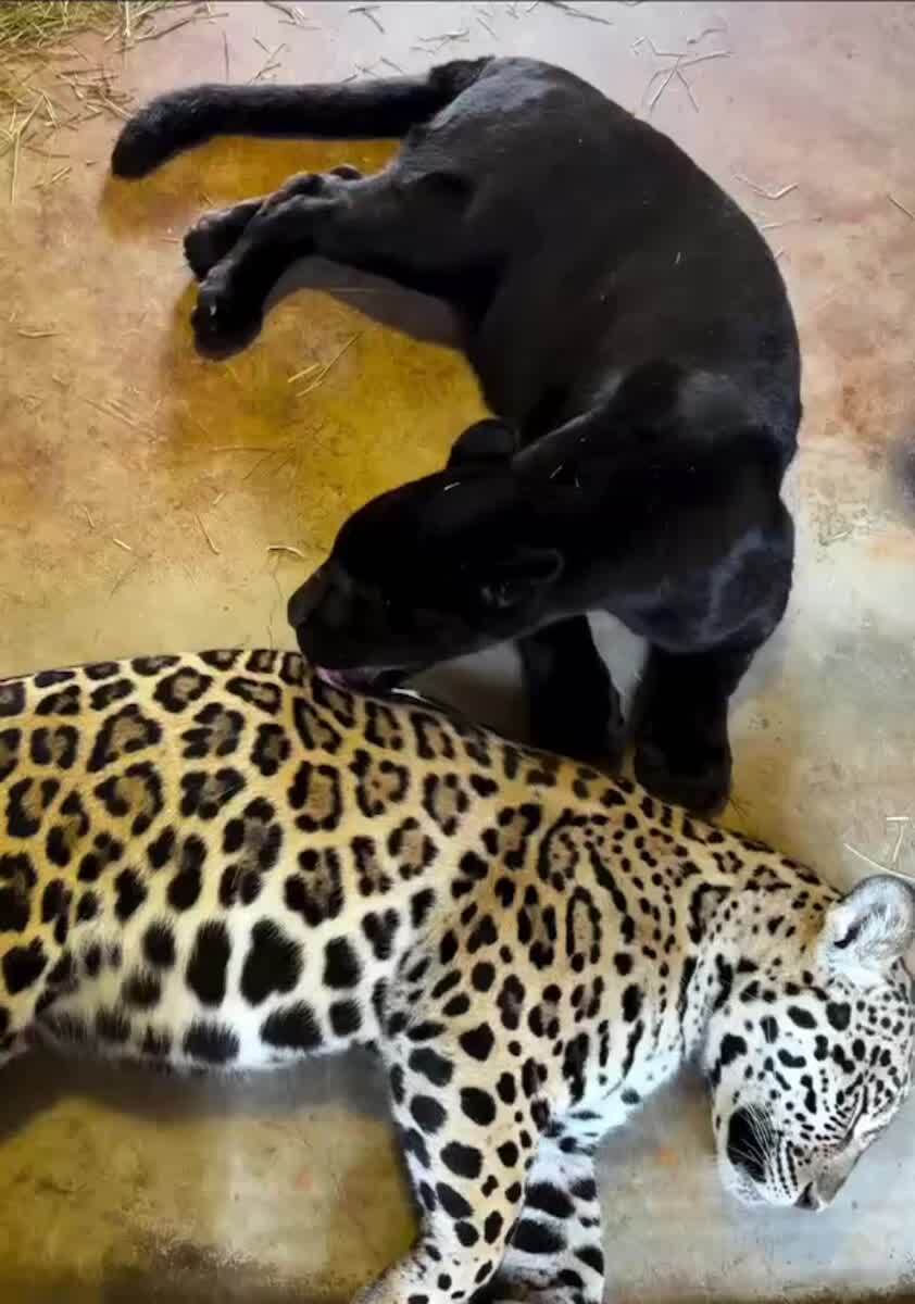 Сейчас отмоем все эти пятнышки и будешь как я🐆♥️ шерстяные проказники