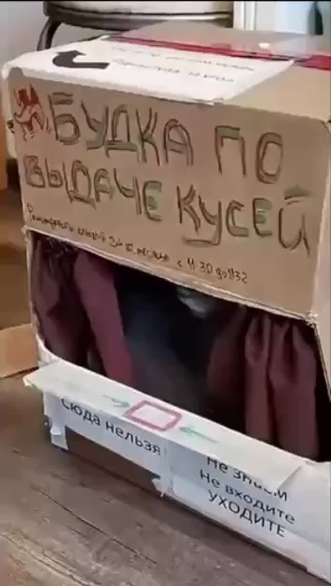 Мне четыре куся, пожалуйста😸♥️ шерстяные проказники