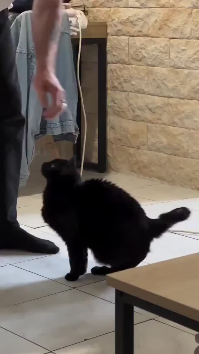 Кто котика кормит, тот его и танцует💃♥️ шерстяные проказники