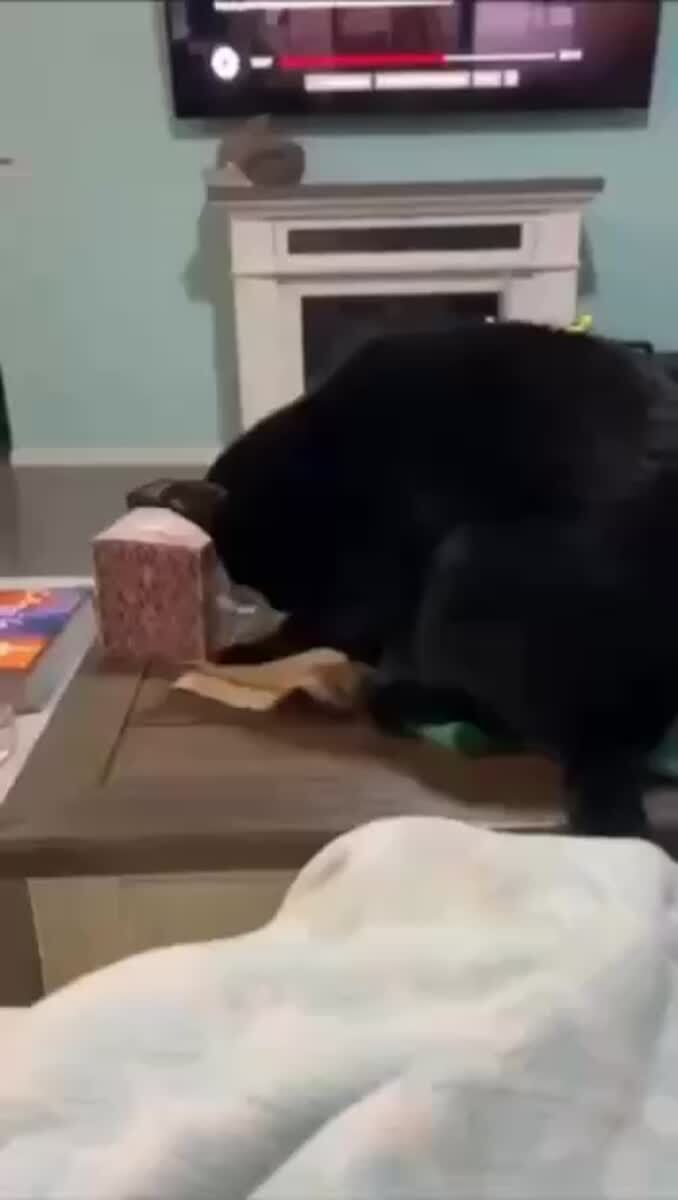 Никакой помощи в ентом доме! Всё сам-сам. А у меня лапки между прочим!🐾♥️ шерстяные проказники
