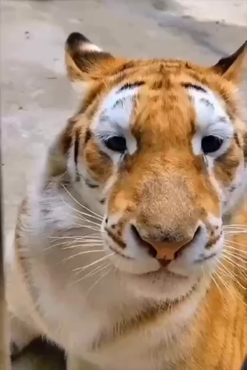 Вы когда-нибудь слышали, как мяукает тигр? Теперь слышали🐅♥️ шерстяные проказники
