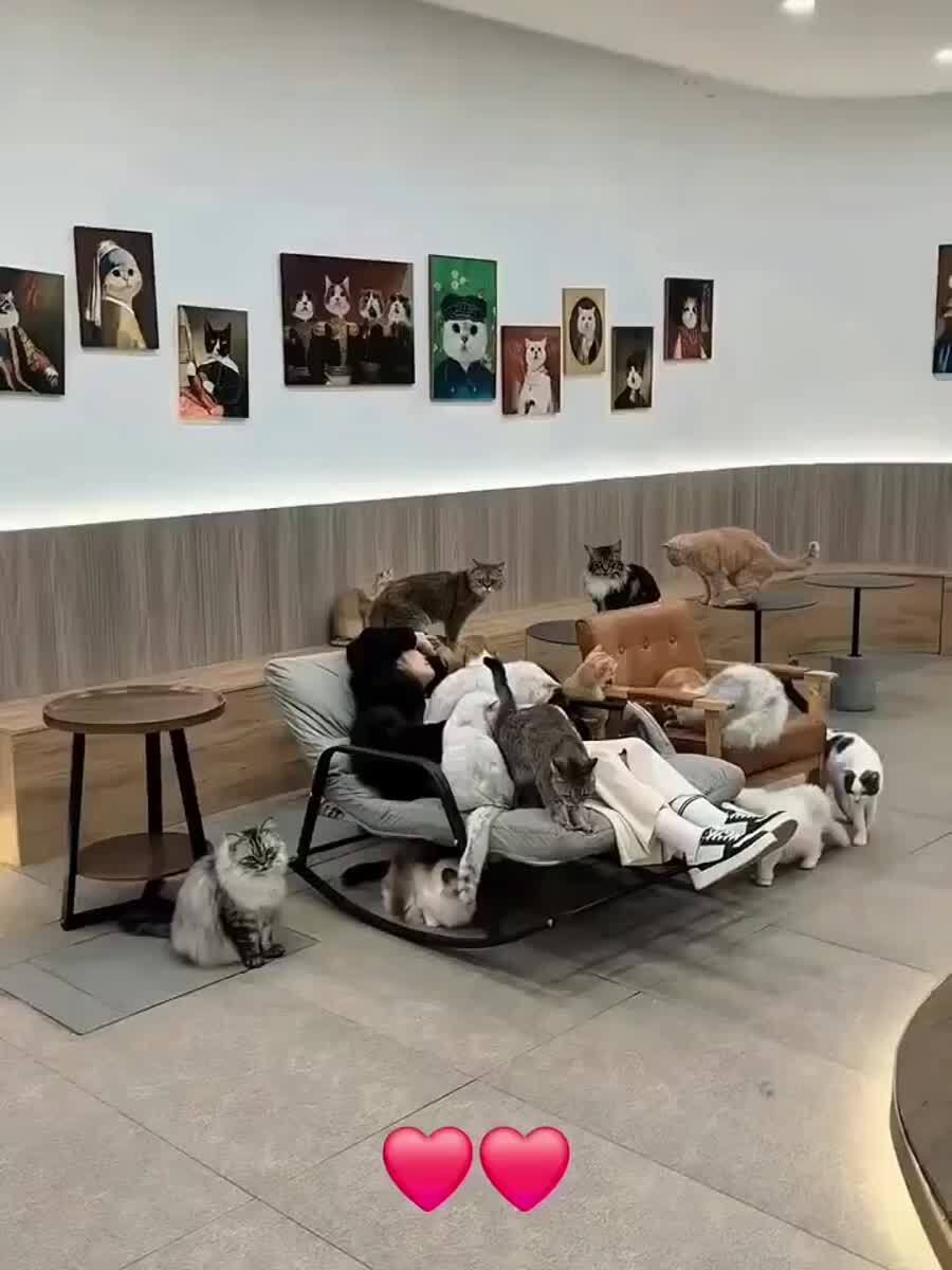 Комната интенсивной котикотерапии🥰♥️ шерстяные проказники
