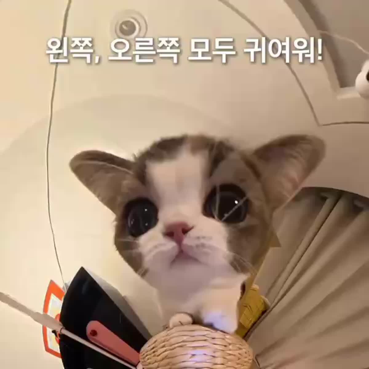 Это что за покемон?🥹♥️ шерстяные проказники