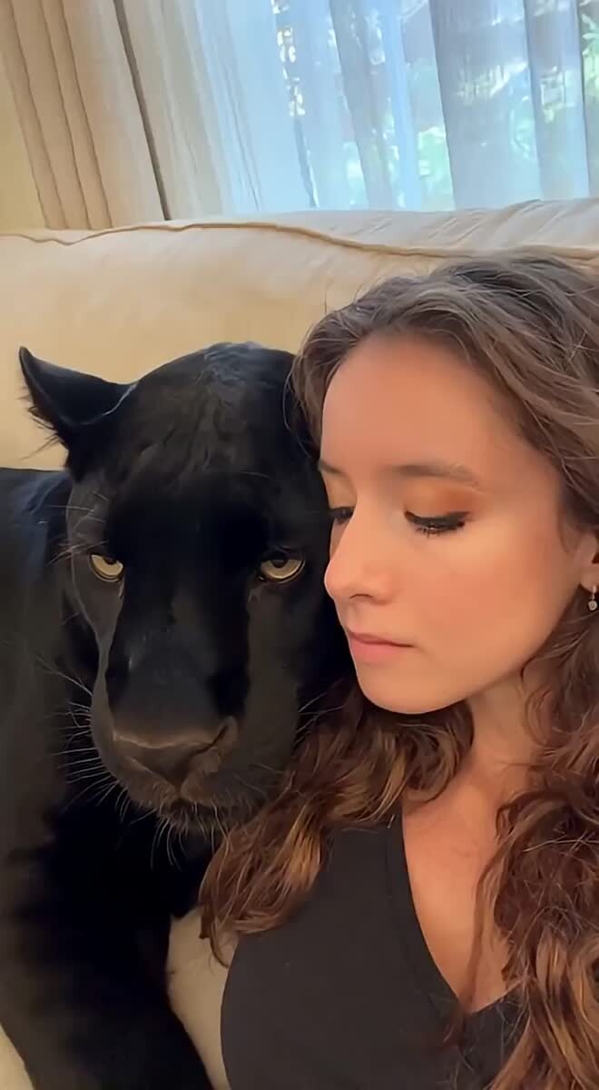 Котенок для смелых