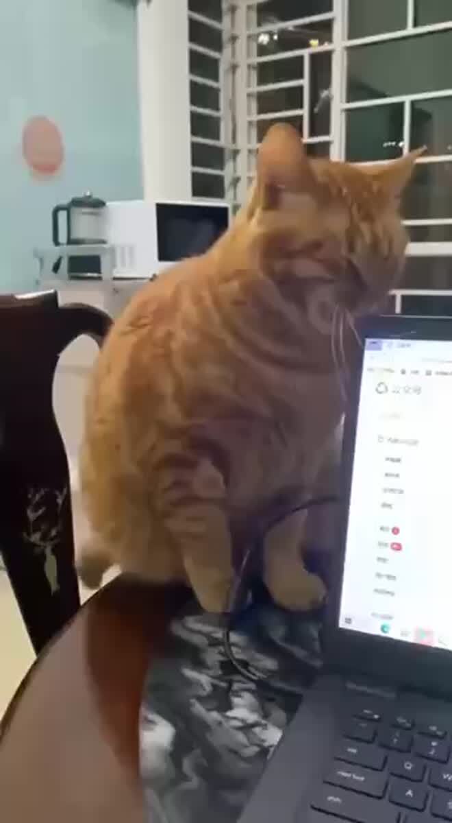 Когда приходится притворяться придурком, чтобы не спалили😹♥️ шерстяные проказники