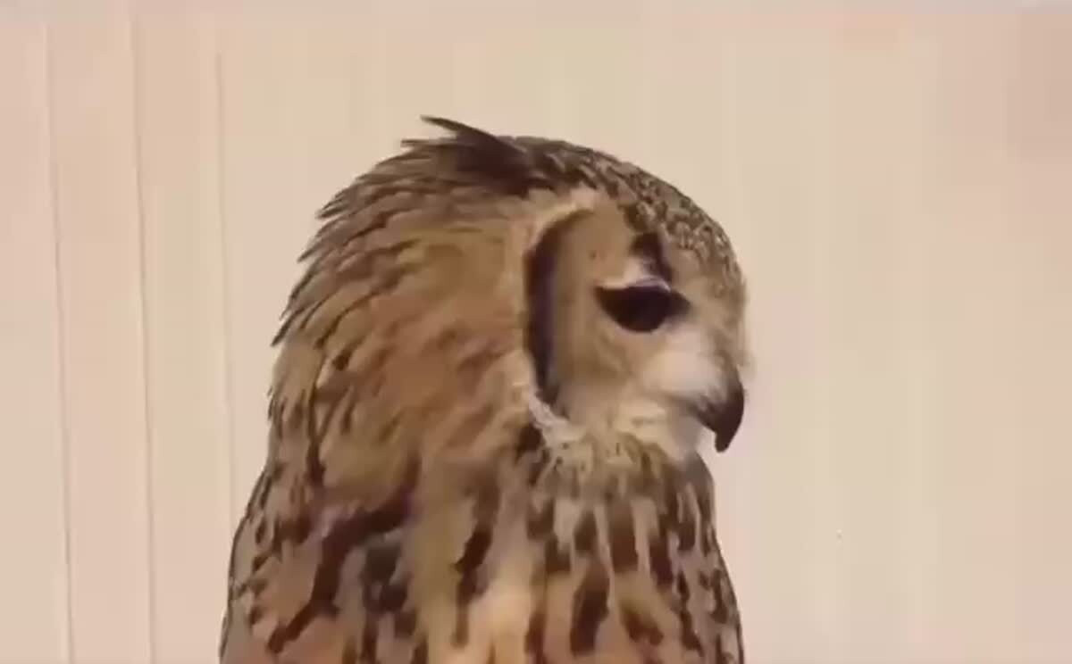 Так чихает сова