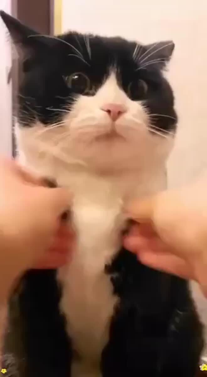 Когда костюм не подошел по размеру🤵‍♂️♥️ шерстяные проказники
