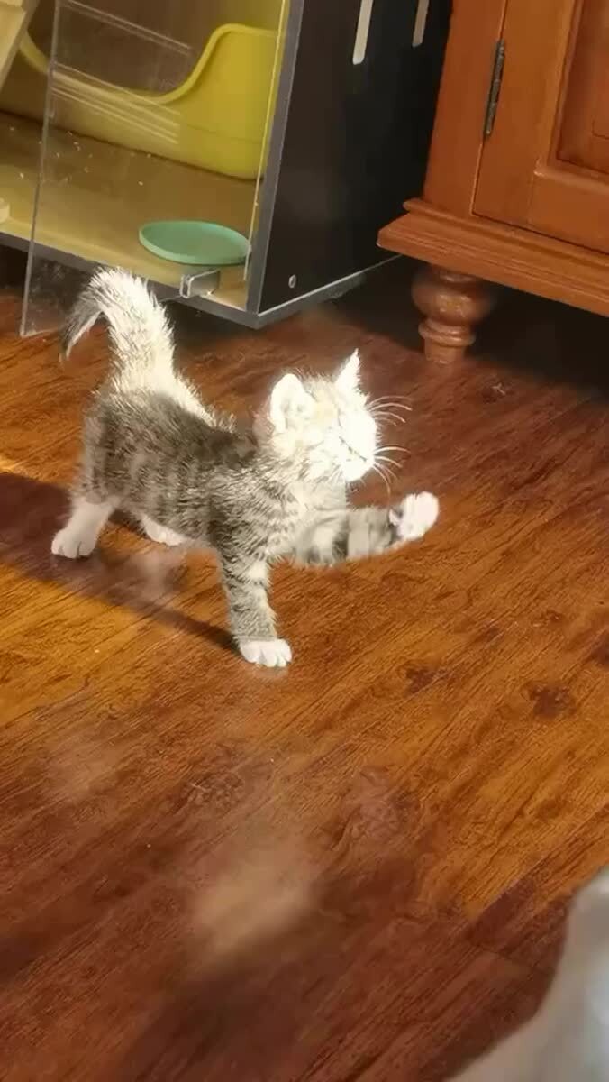 🐈 