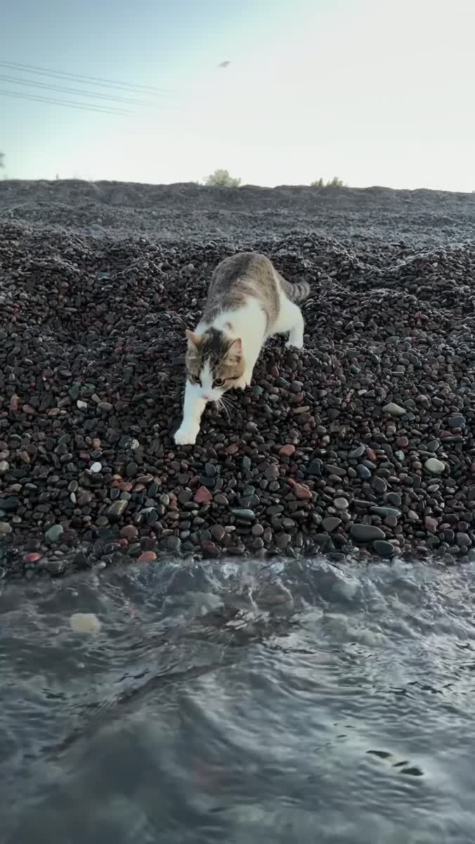 О нет, котик, не пей морскую воду 