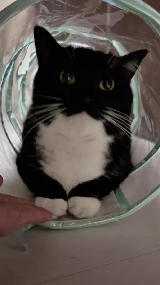 Какой хорошенький 🥰