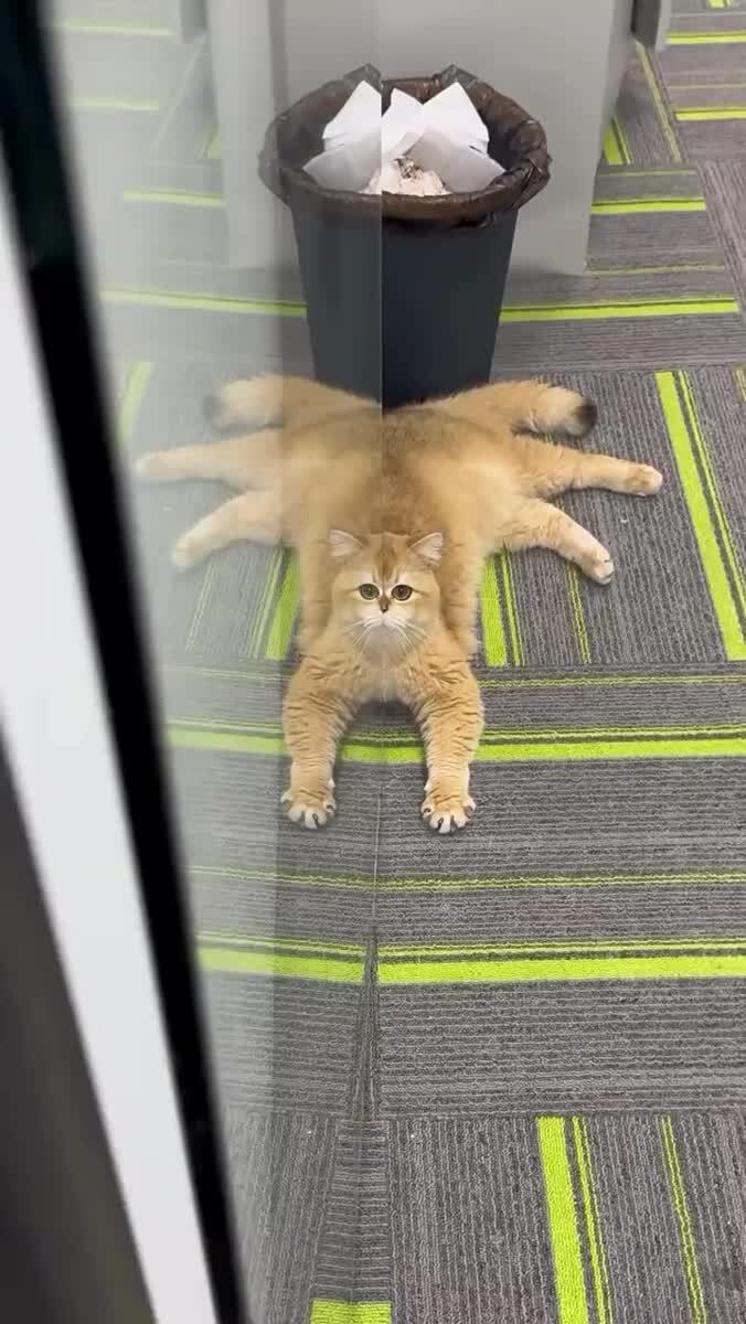 И что это за зверь такой?