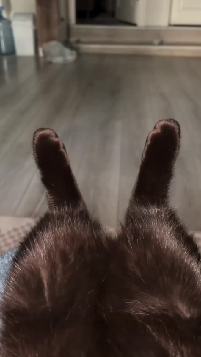 🐾🐾🐾