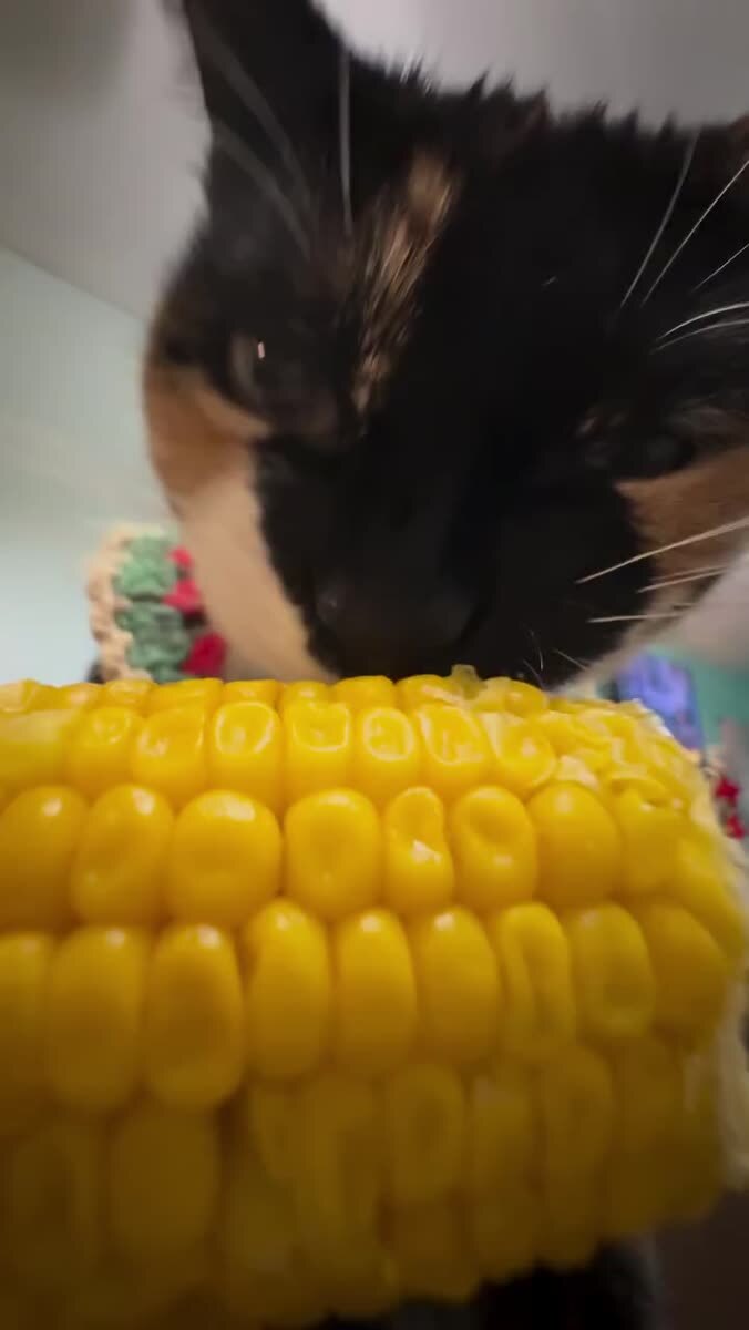 А вы уже ели кукурузу этим летом? 🌽 