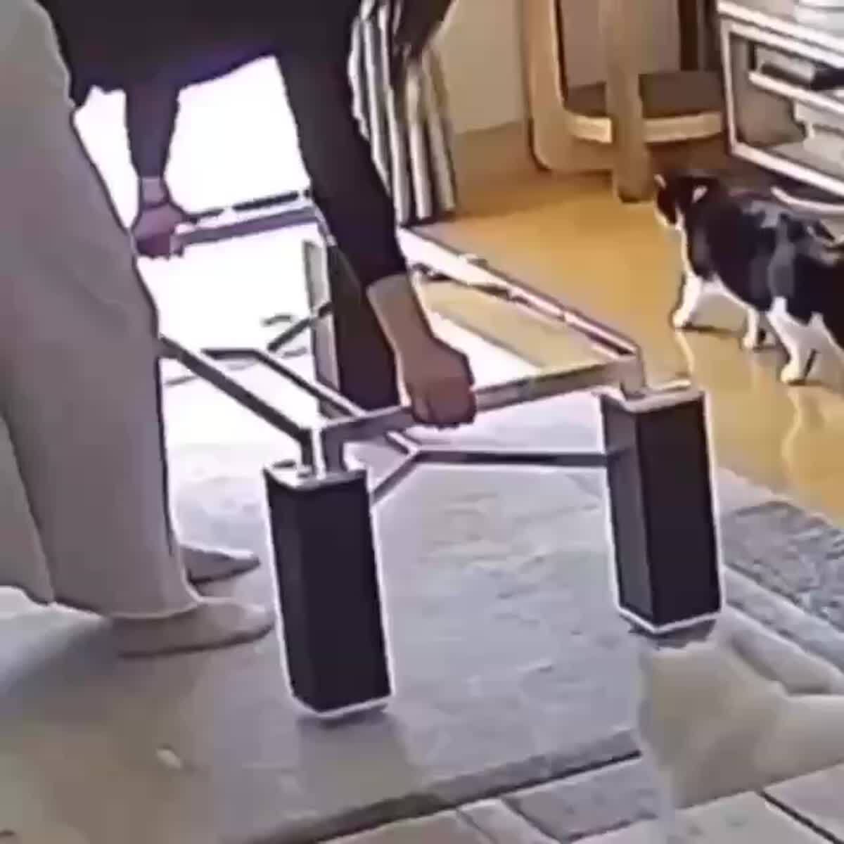 Коты любили лежать на стеклянном столике до того дня, пока хозяйка не решила снять стекло, чтобы его почистить😾Так вот ты значит какой человек…♥️ шерстяные проказники