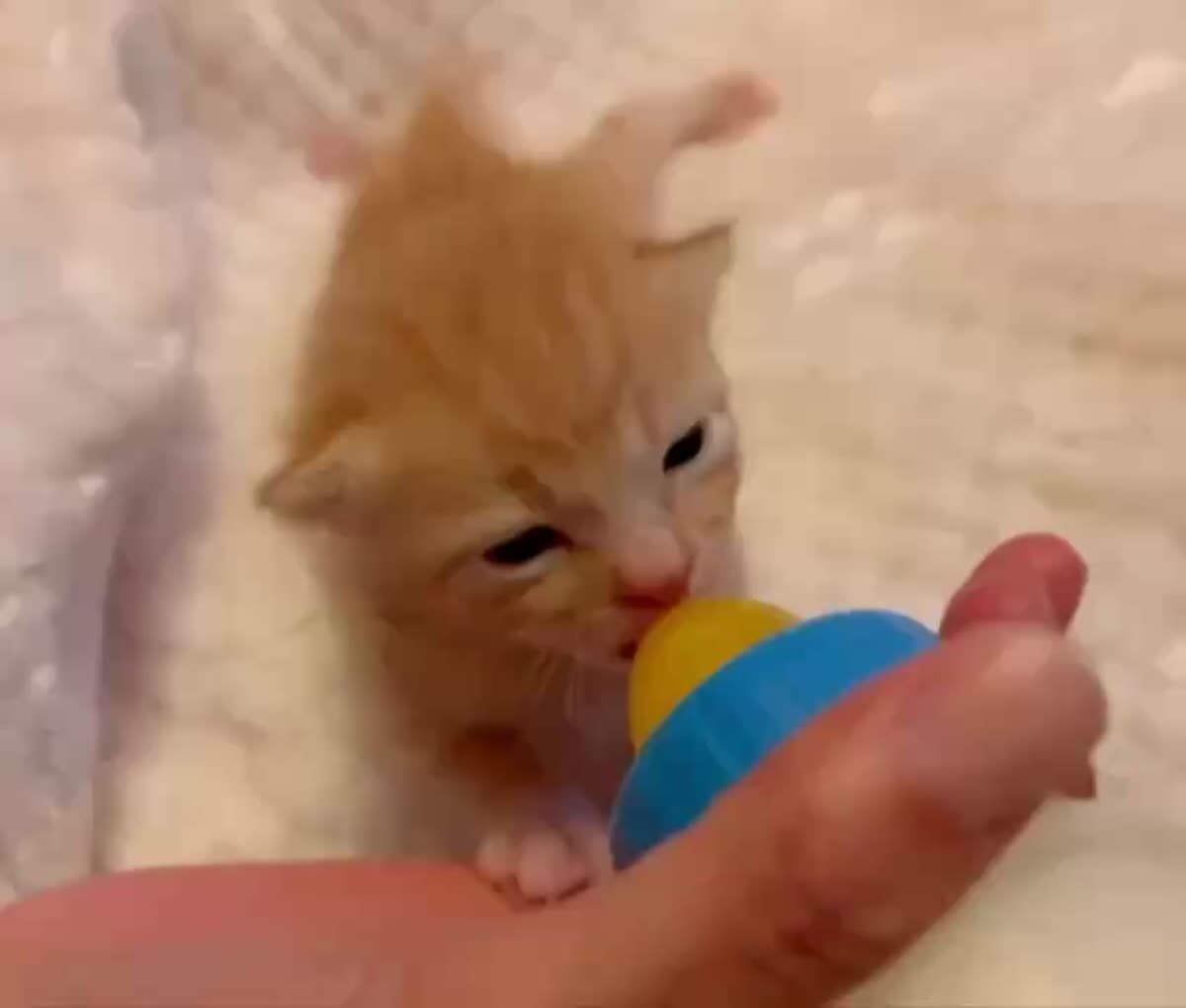 Потому что ушки - это индикатор удовольствия🥰♥️ шерстяные проказники