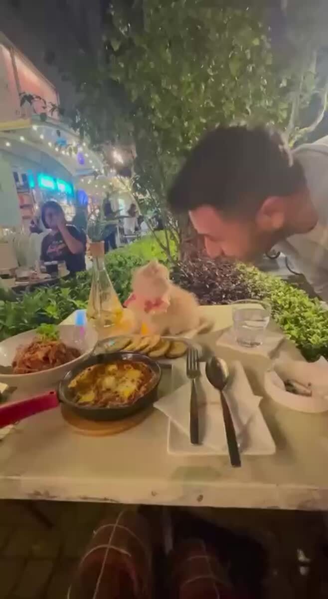 Какие же милые десерты подают в этом ресторане💞♥️ шерстяные проказники