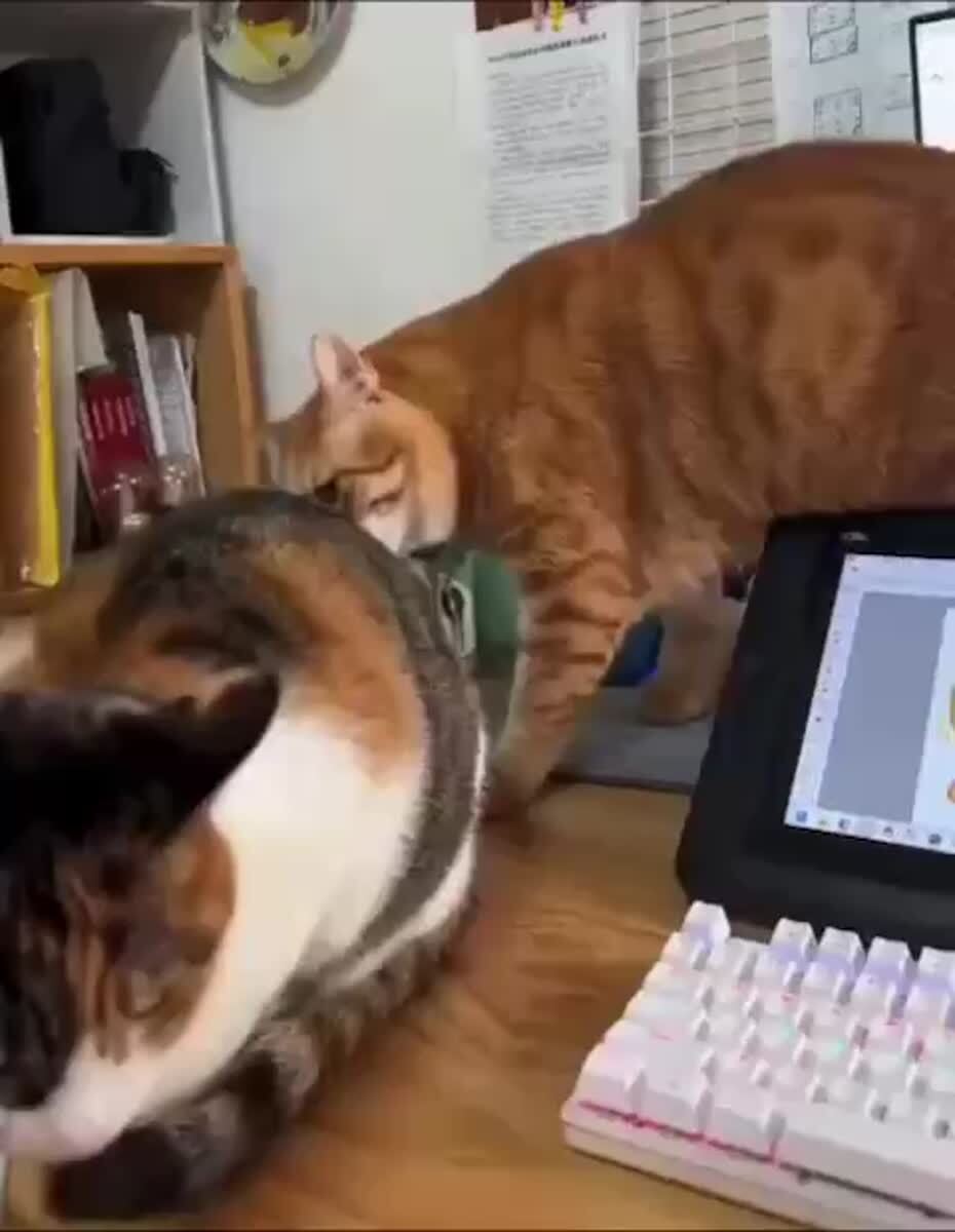 Он рыжий, это всё объясняет😸♥️ шерстяные проказники