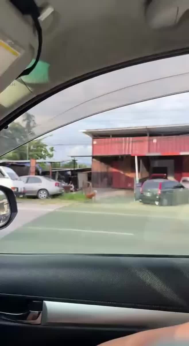 Тигр, ты ли это?