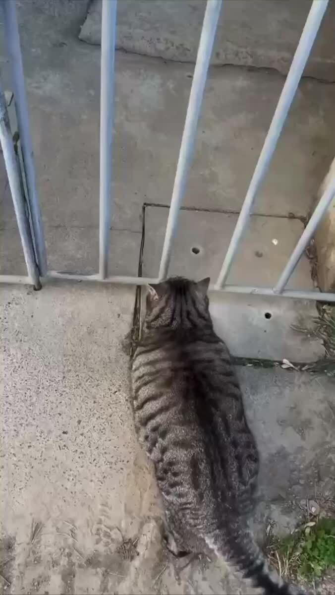 Никто не должен предугадать твой следующий шаг🙂♥️ шерстяные проказники