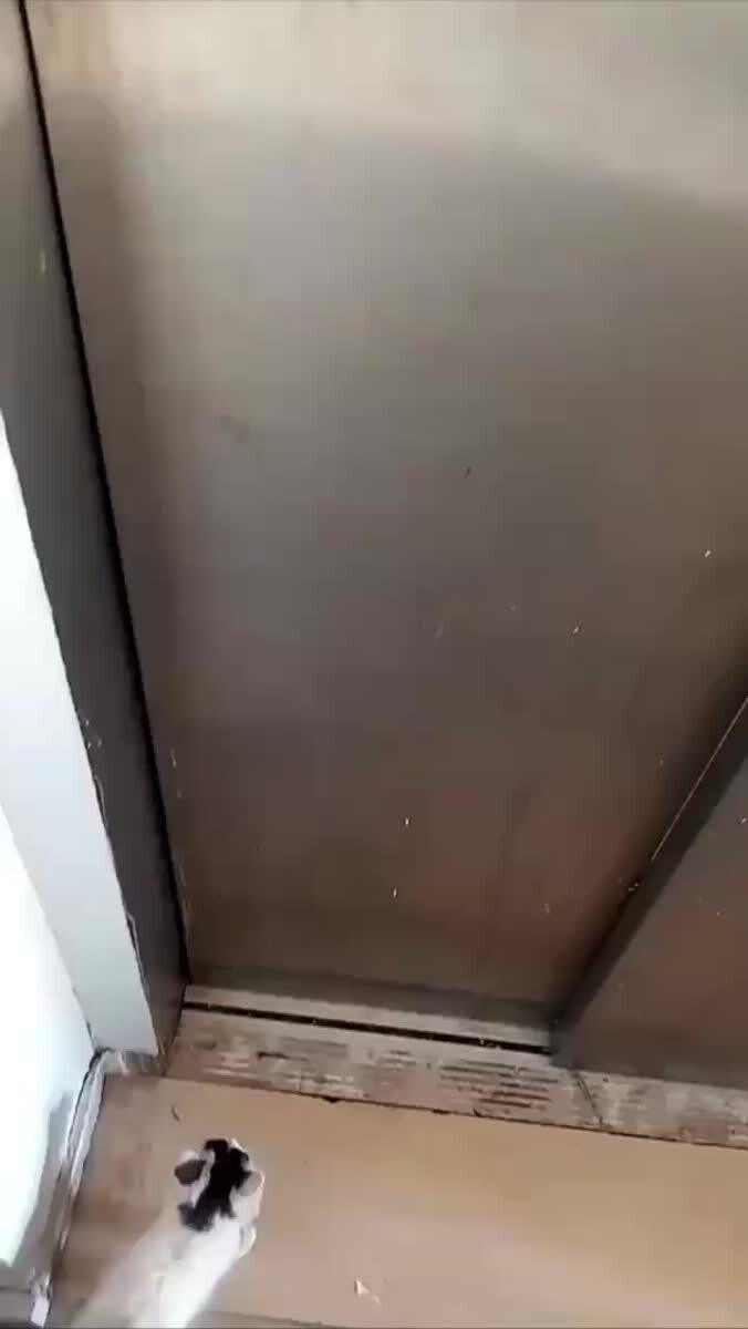 Мужик испугался мышь в лифте и привёл крышу на разборки😼♥️ шерстяные проказники