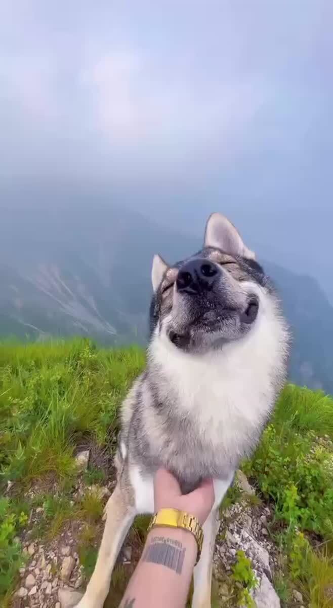 Улыбка до ушей