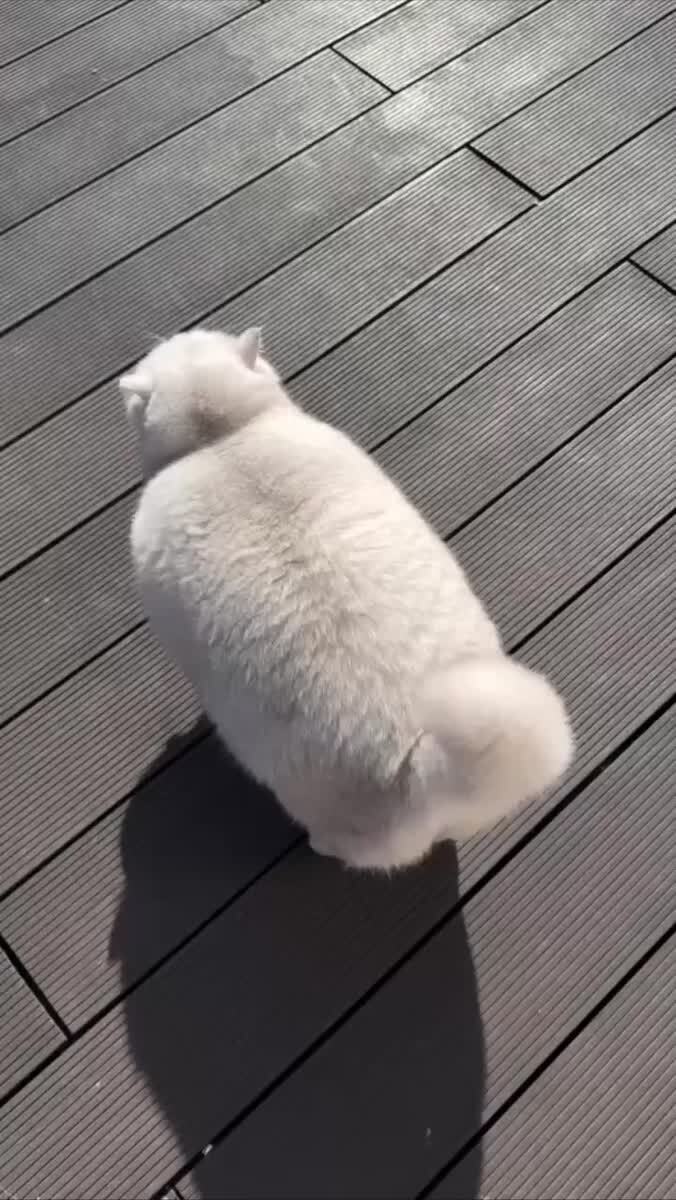 Очень жирное облачко☁️♥️ шерстяные проказники