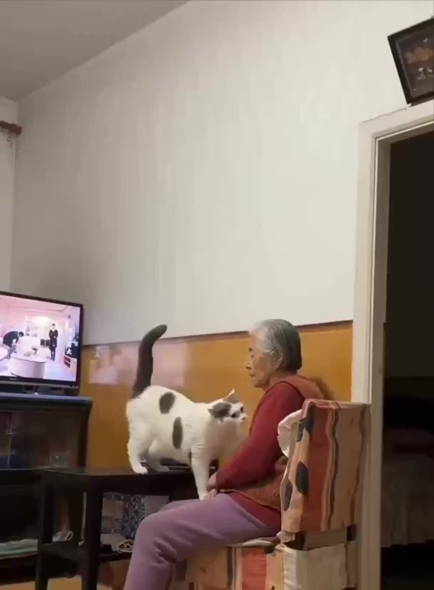 Бабушка любит кота, а кот любит бабушку🥰♥️ шерстяные проказники