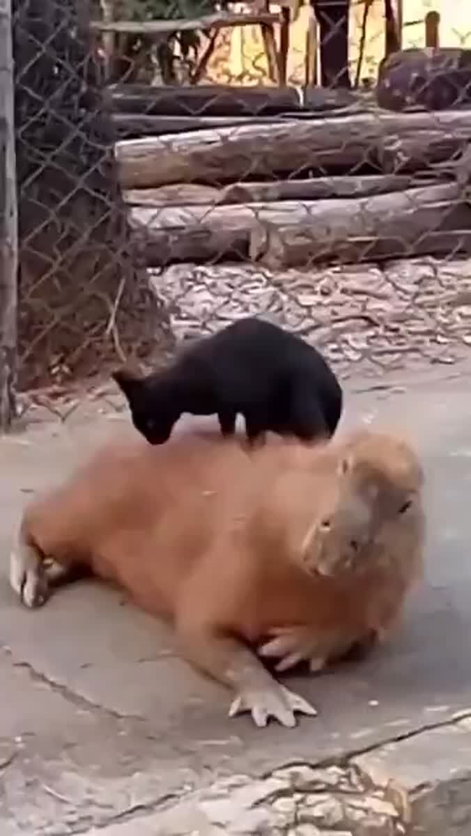 Массаж любят все