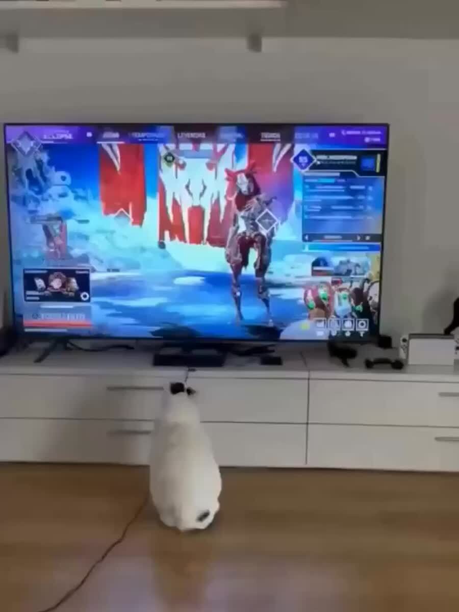 Слишком страшно, до свидания🙀♥️ шерстяные проказники