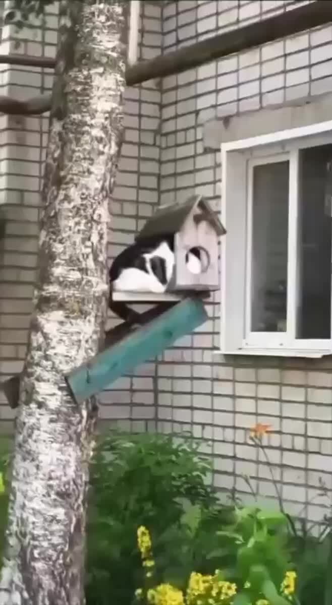 Мы: *вешаем во дворе кормушку для птичек*Птички:♥️ шерстяные проказники