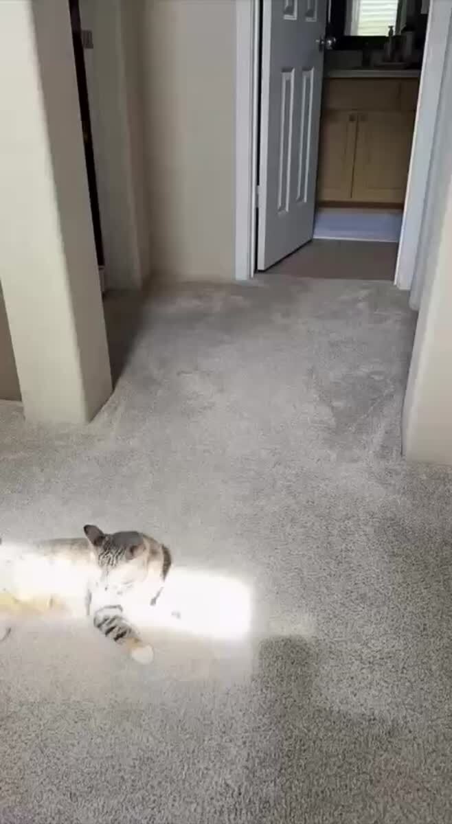 Мало кто знает, но коты работают на солнечных батареях🐱♥️ шерстяные проказники
