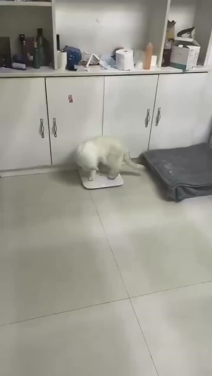 Глупые весы, вы фсё врёти😾♥️ шерстяные проказники